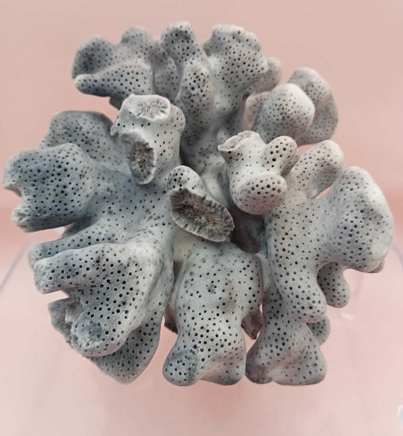 Vintage Blue Ridge Coral with blue-grey texture – 4.8 inch coastal display decor piece