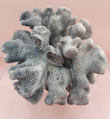 Vintage Blue Ridge Coral with blue-grey texture – 4.8 inch coastal display decor piece