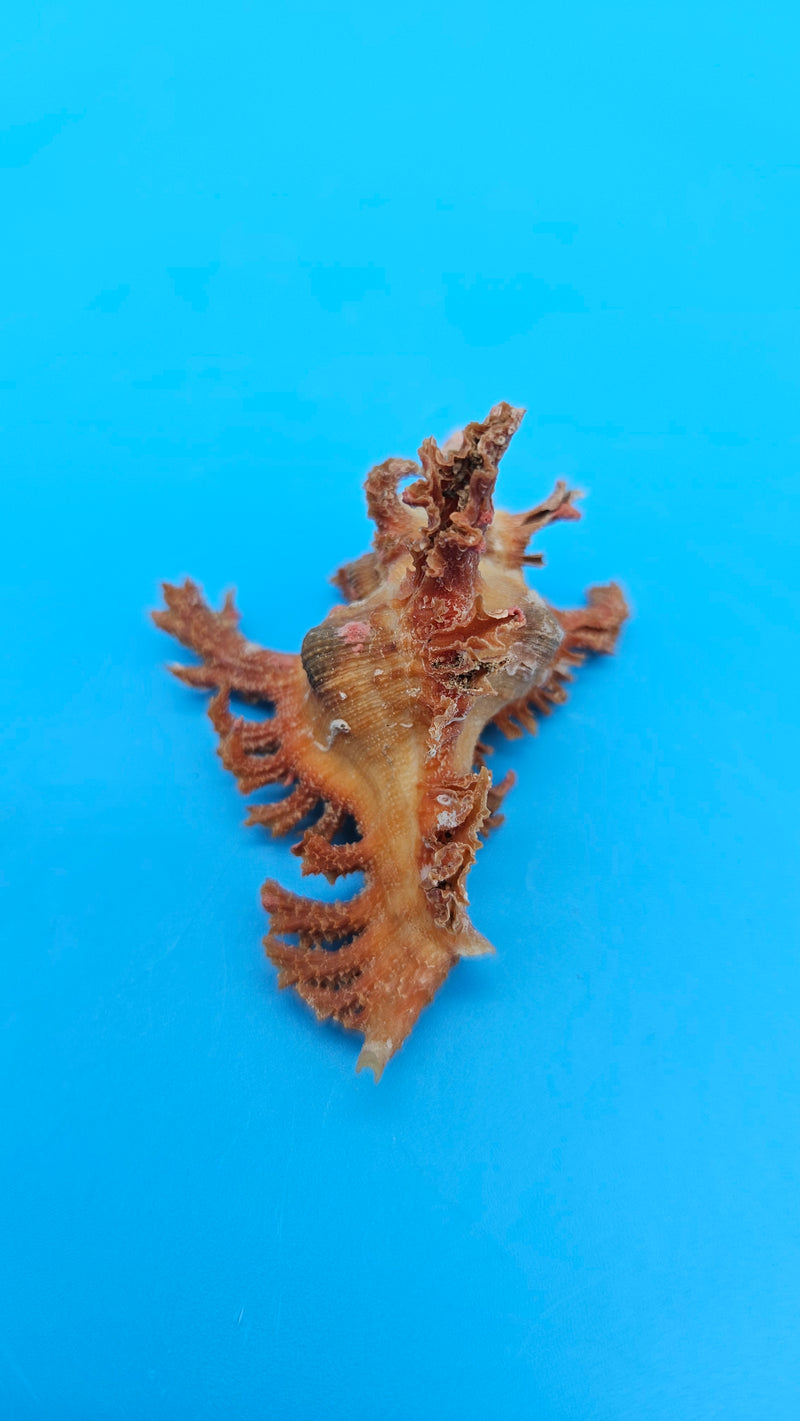  Murex crocatus shell, 2.1 inches, orange spiny fronds with intricate ridges, from Zambales, Philippines.
