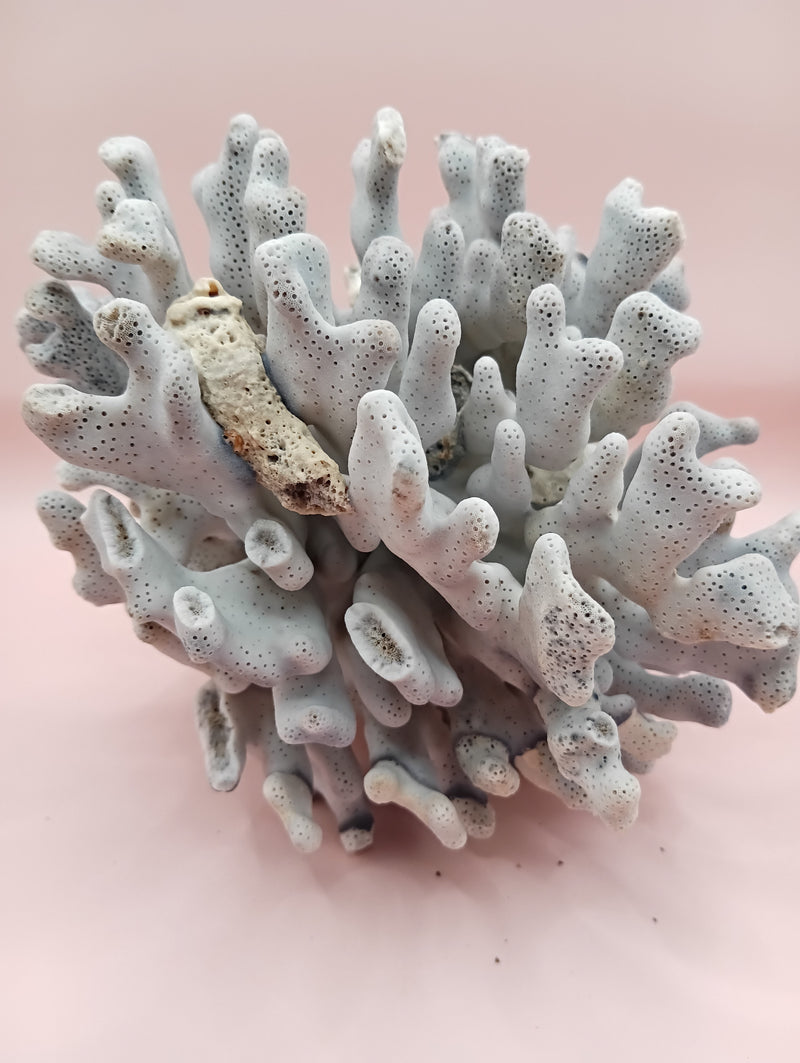 Vintage Blue Ridge Coral with blue-grey texture – 6.7 inch coastal display decor piece