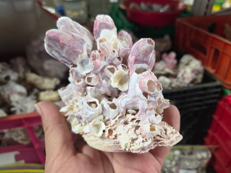Barnacle cluster & Jewel Box shell natural combo