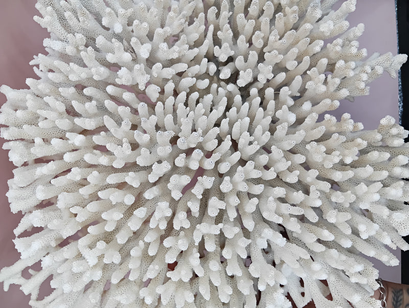 Vintage cream table coral with flattened branches – 14 x 12 x 8 inches marine display decor