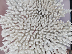 Vintage cream table coral with flattened branches – 14 x 12 x 8 inches marine display decor