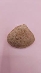 Cretaceous bivalve fossil with earthy texture and natural ridges on a pink background