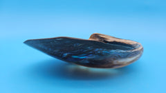Giant polished river clam display shell for coastal home decor - premium natural specimen