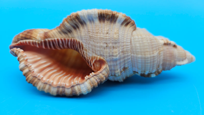 4.4-inch Cymatium pileare shell with brown and gold ribbed texture for coastal display décor