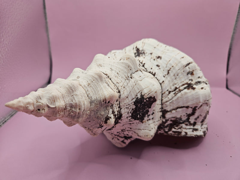 Horse Conch Shell-12.25"