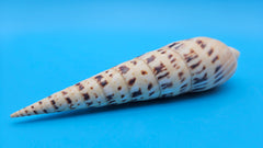 Marlin Spike display shell for coastal home décor – premium natural specimen