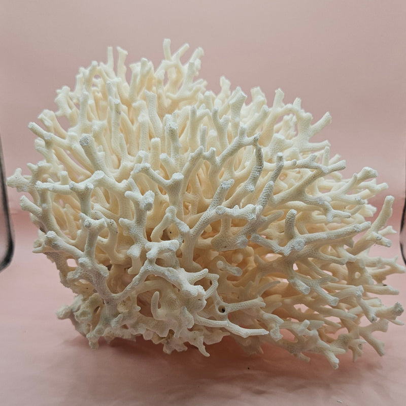 intage Birdsnest coral specimen with dense white branching 
