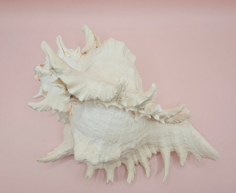 Murex Ramosus Conch – Large Spiny Seashell for Coastal & Nautical Decor 
