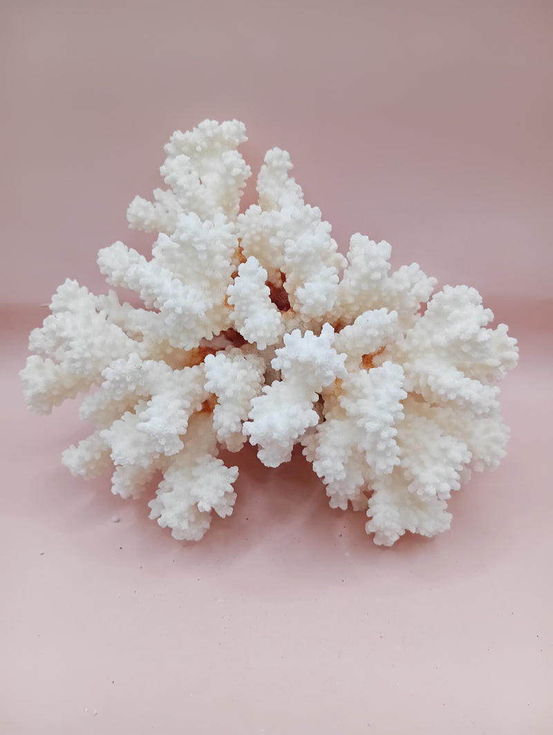 Vintage Brownstem Coral with natural branch form – 7.5 x 4.5 x 5 inches coastal decor accent