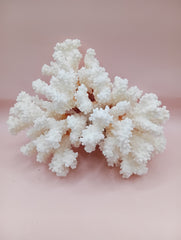 Vintage Brownstem Coral with natural branch form – 7.5 x 4.5 x 5 inches coastal decor accent