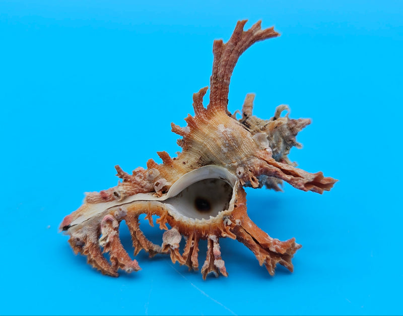  Murex crocatus shell, 2.3 inches, orange spiny fronds with intricate ridges, from Zambales, Philippines.