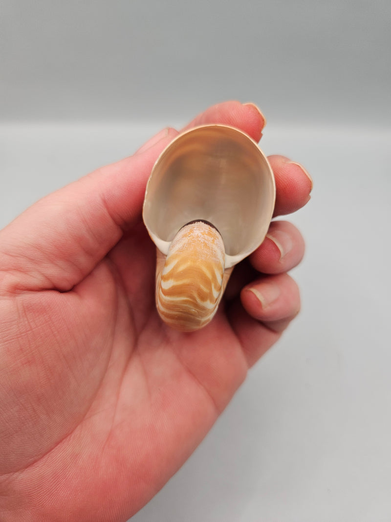 Chambered Tiger Nautilus shell, 2.2 inches wide, with brown stripes and spiral design, perfect for marine décor or collections.