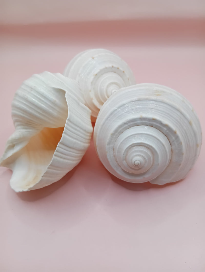 4–5 inch White Moon Snail Shell – Natural Spiral Sea Shell for Coastal Decor or Crafting