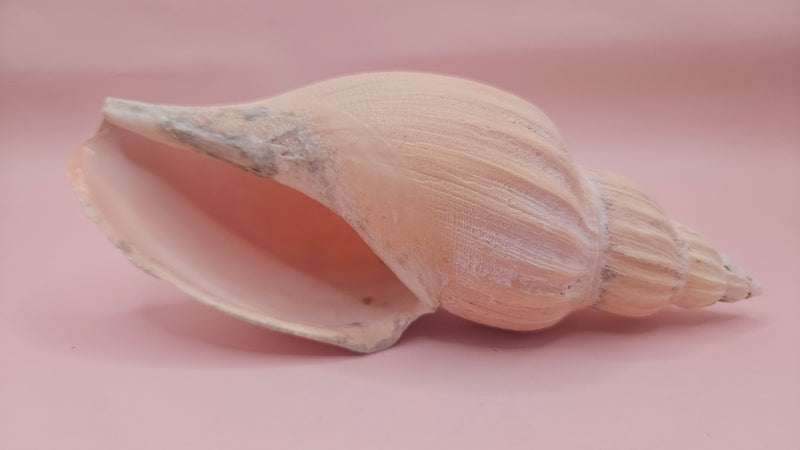Fulgoraria nagouchii hashingi seashell with spiral ridges and soft peach color on pink background