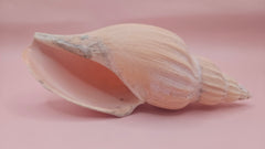 Fulgoraria nagouchii hashingi seashell with spiral ridges and soft peach color on pink background