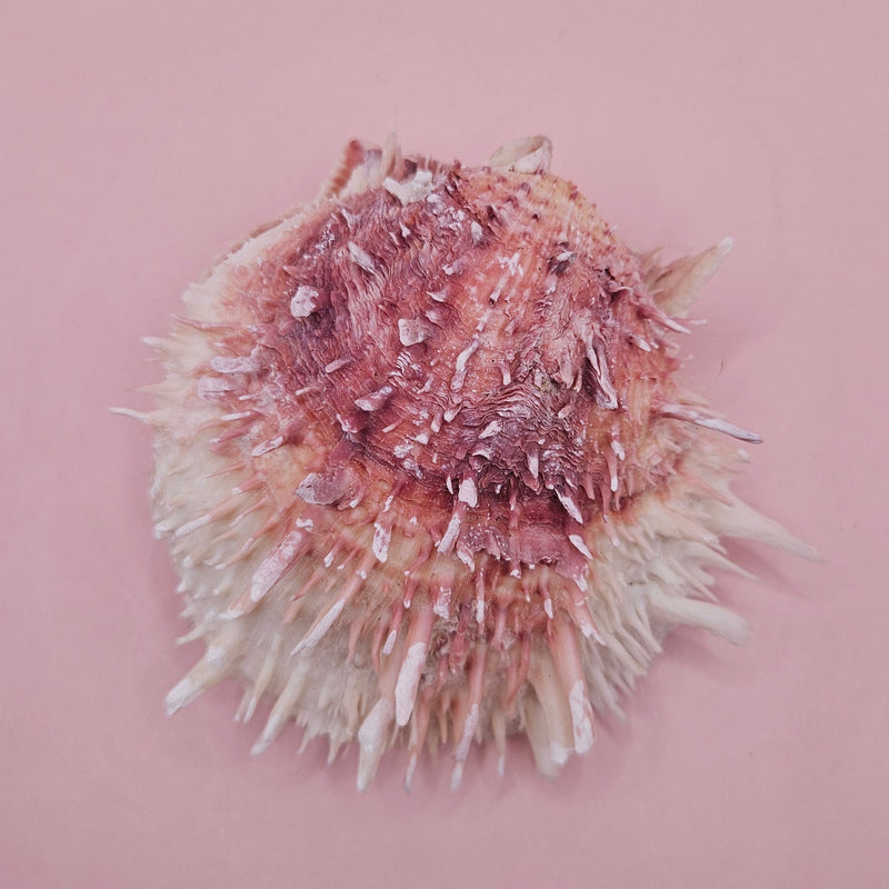 4-inch pink and white Spondylus shell with spines and hinged opening on light pink background