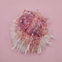4-inch pink and white Spondylus shell with spines and hinged opening on light pink background