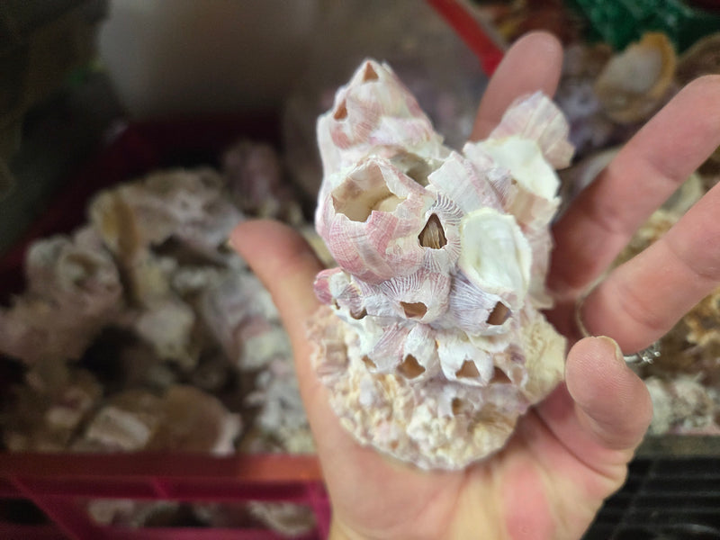 Barnacle cluster & Jewel Box shell natural combo