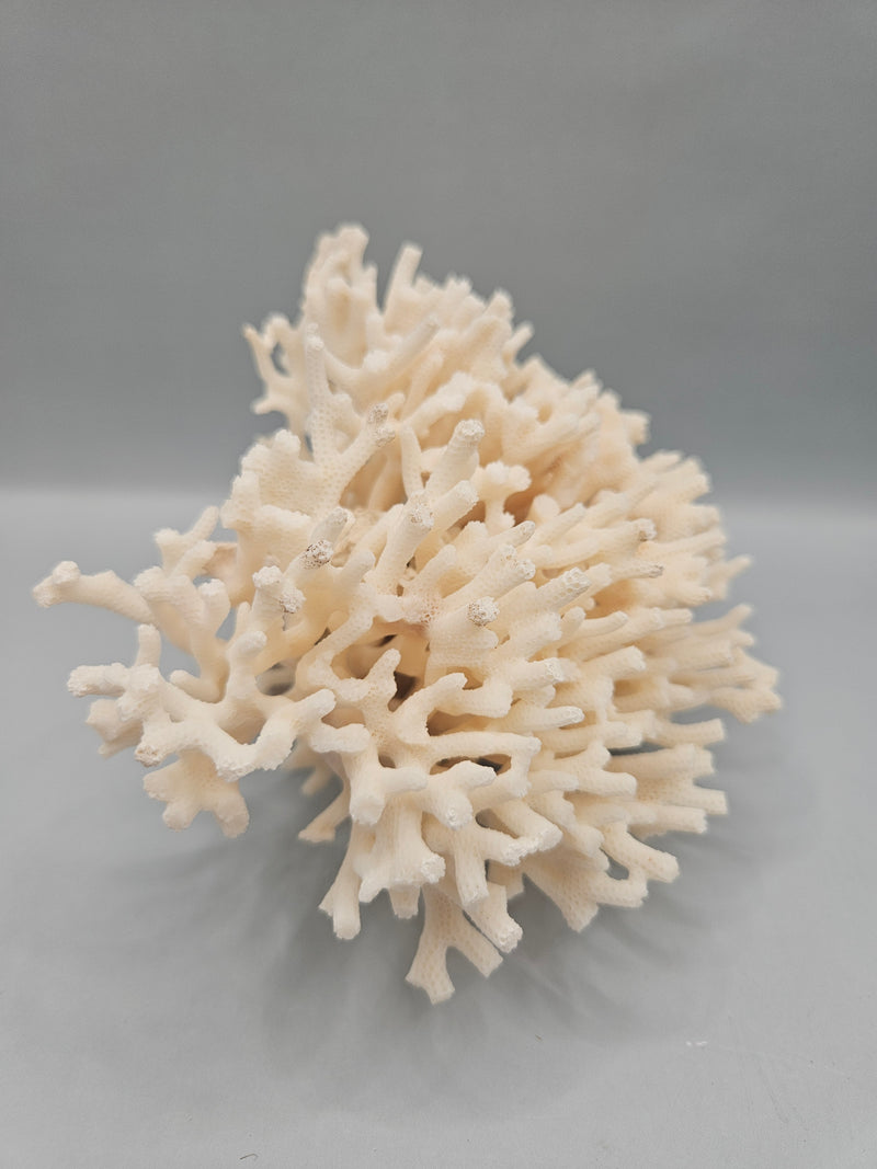 A 5.5"x5" Table Coral Acropora Latistella featuring natural branching patterns, ideal for coastal or marine-themed home decor.