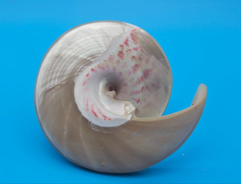 Strawberry Pearl Nautilus Cut Shell 3.4" Glossy Spiral Display – Brochure Style Interior