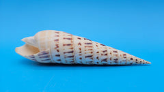 Marlin Spike display shell for coastal home décor – premium natural specimen