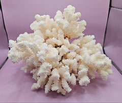 Vintage brownstem coral natural specimen for coastal deco