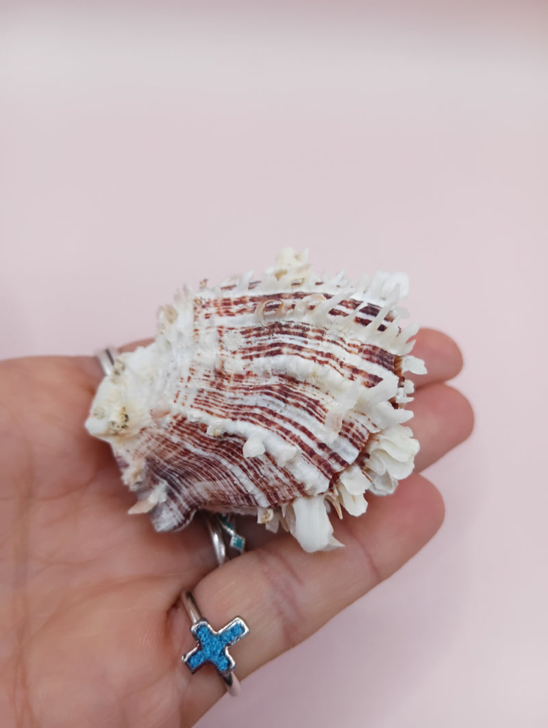 2.1" Spondylus shell with spiny texture and soft pink tones, no hinge