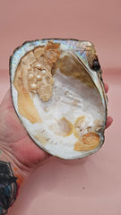 Fresh Water Clam Shell with Pearls and Loose Pearls – Display Shell 6.5