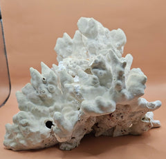 Natural fire coral specimen featuring intricate, textured formations and porous structure. Ideal for saltwater aquariums, reef tank displays, marine-themed home decor, or ocean-inspired crafts. This authentic coral rock adds a unique, organic touch to any setup. Perfect for collectors and aquarium hobbyists seeking natural reef elements. High-resolution image with a warm neutral background highlights the coral’s details and shape.