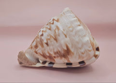 King Helmet shell showing intricate spiral and warm brown tones