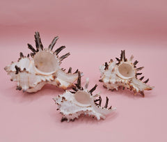 Trio of spiky Murex Endive sea shells in cream and brown on pink background, arranged for coastal decor
