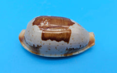 Bistolida Solidarity cowrie shell, creamy base with brown markings, 1.4 inches, smooth glossy surface and ridged teeth