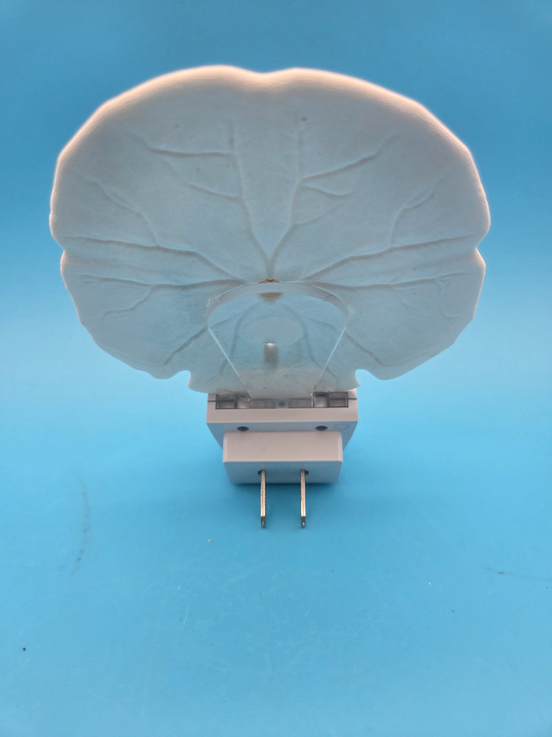 Traditional Sand Dollar LED Shell Night Light