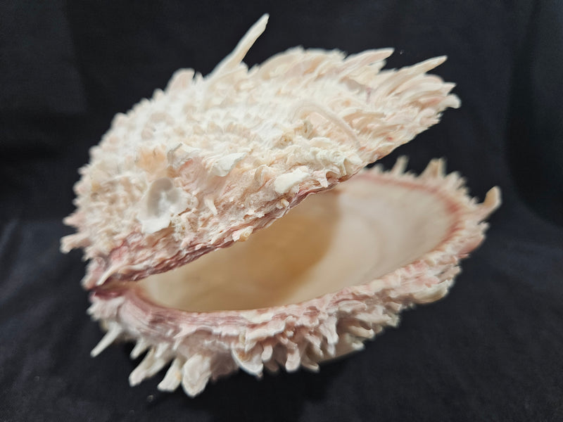 Spondylus Shell Pair - Exact Shell Shown