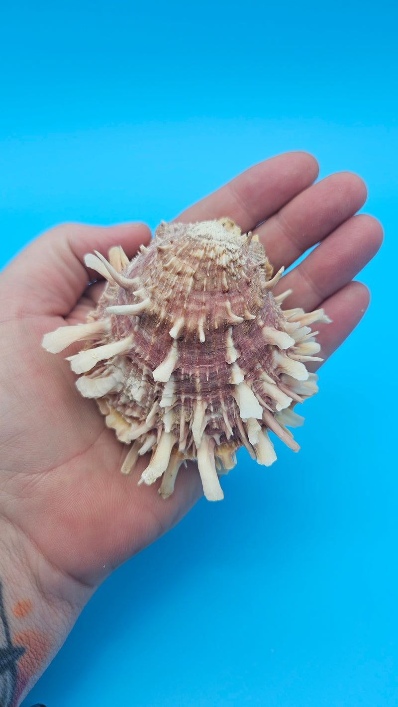 Pink spiny Spondylus shell pair open and closed on blue background with natural texture and color
