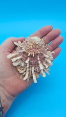 Pink spiny Spondylus shell pair open and closed on blue background with natural texture and color