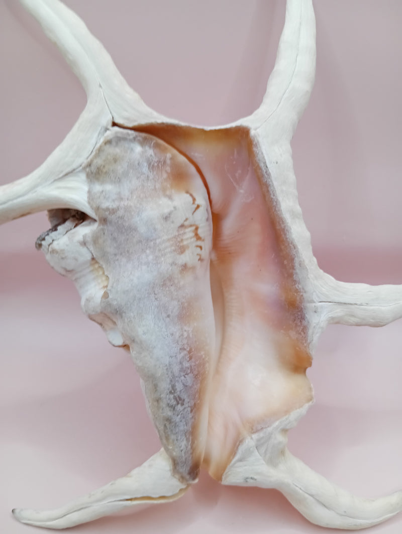 Lambis chiragra harpago shell with long curved spines and pink interior