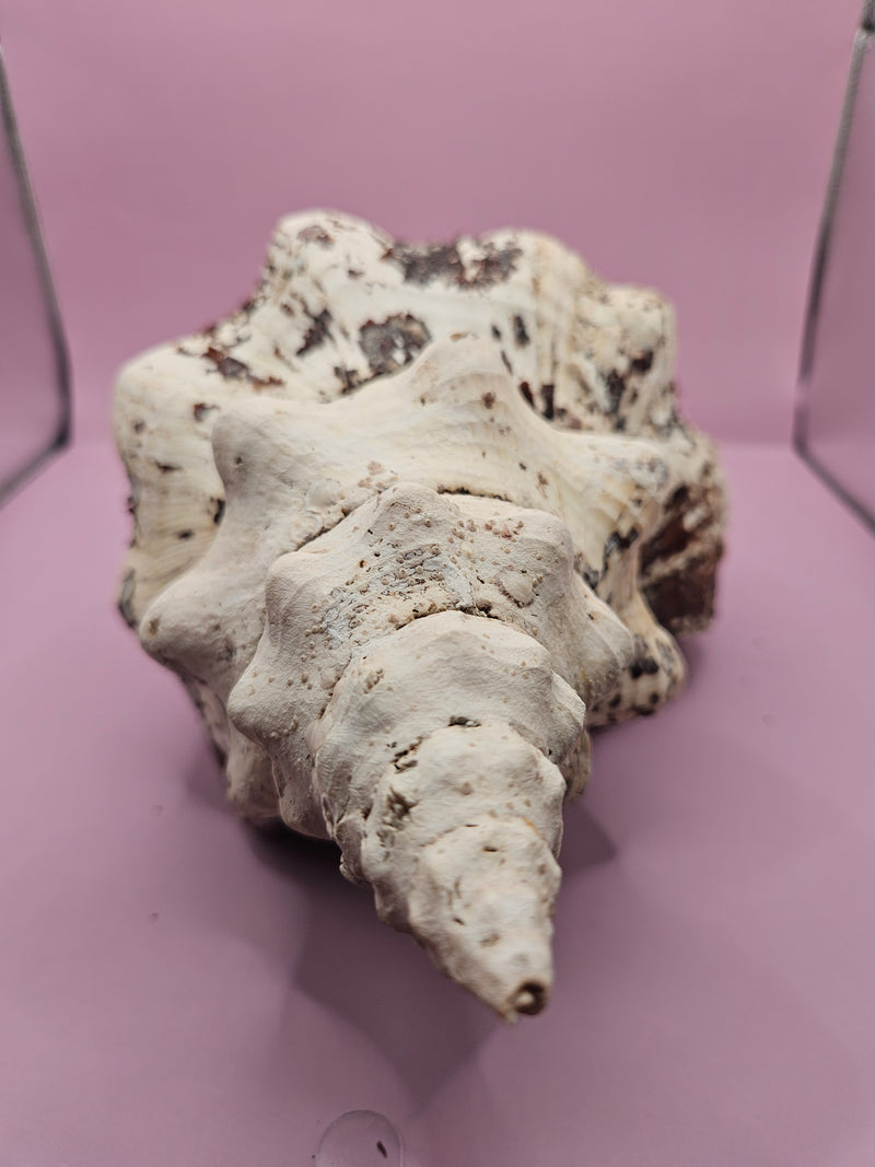 Horse Conch Shell-14.75"