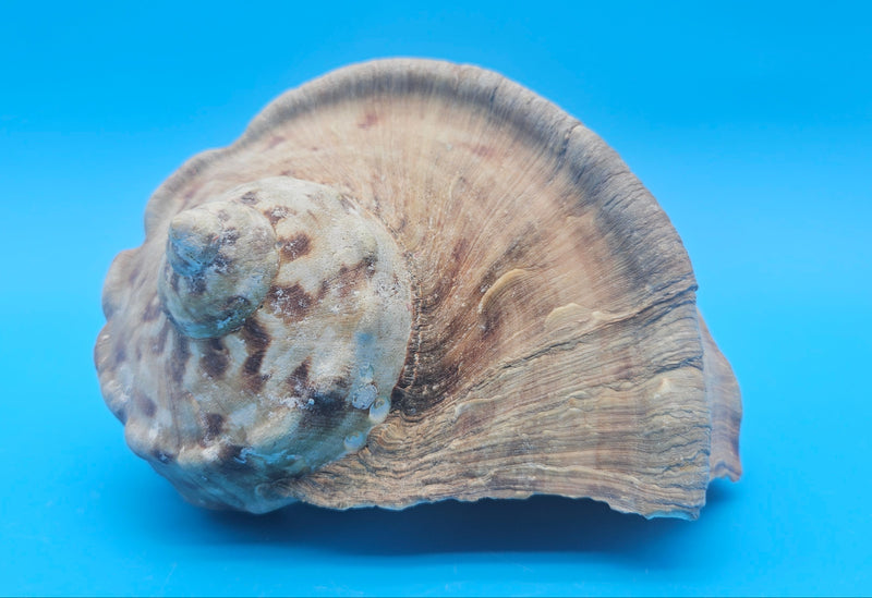 Marmoratus Turban Display Shell Premium Coastal Home Decor Large