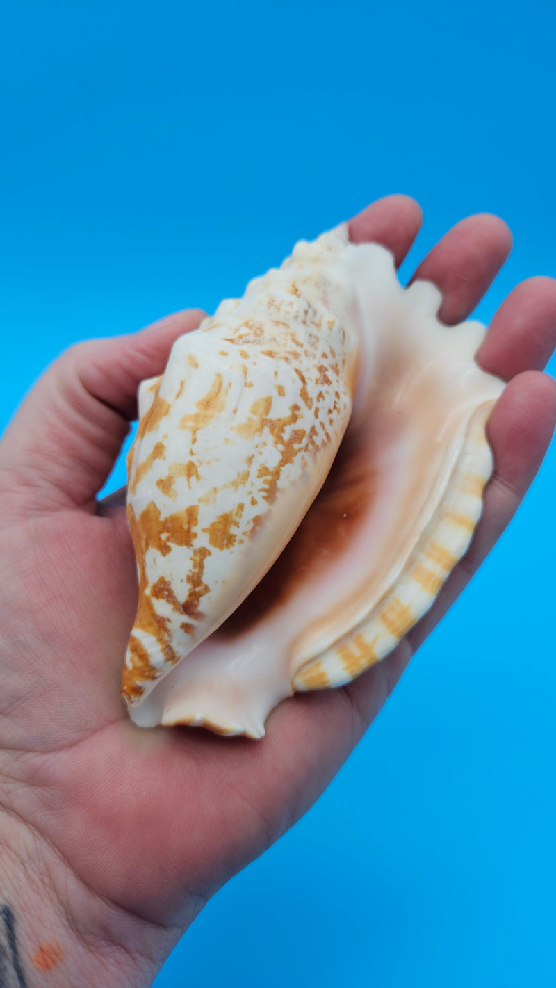 Laminate Conch Shell 4.5" Strombus sinuatus Display Shell with Warm Coastal Color