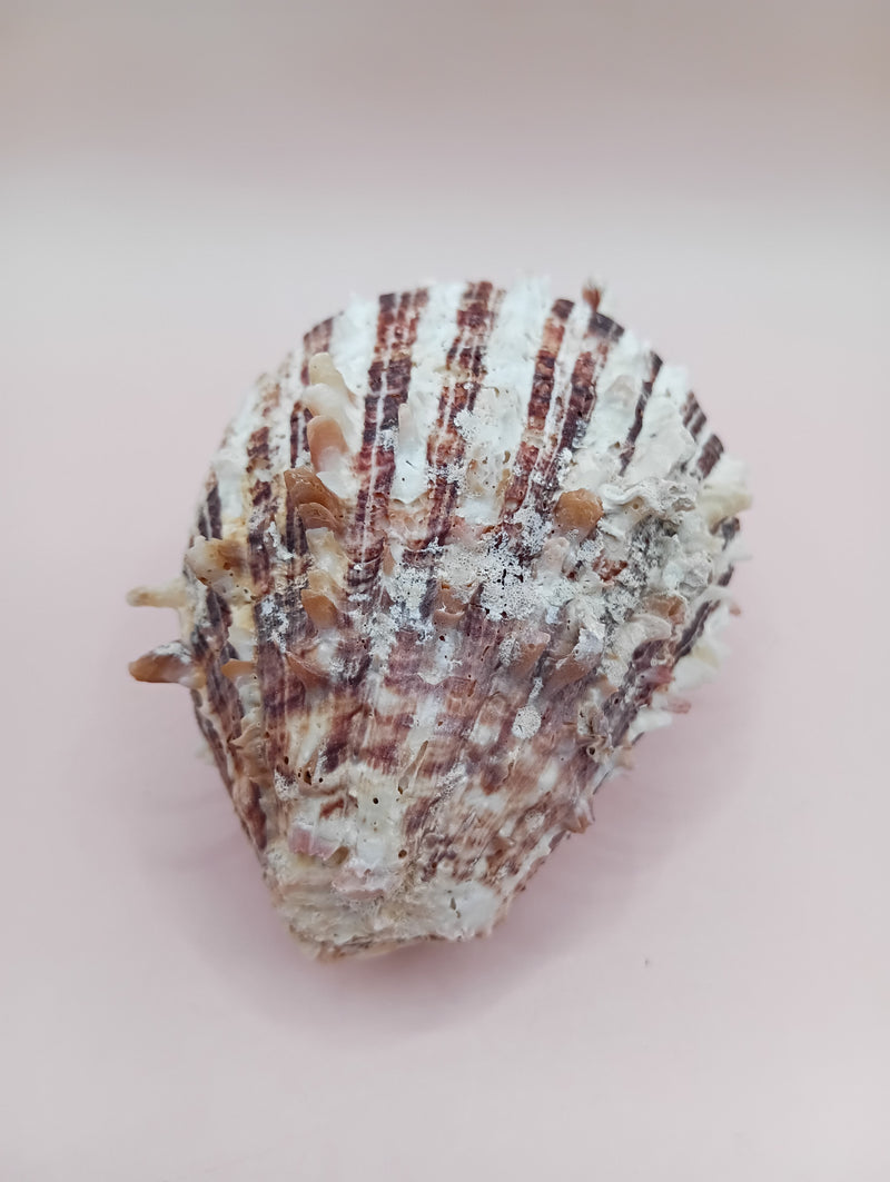 3.0" Hinged Spondylus shell with spiny ridges and cream-pink tones held in hand