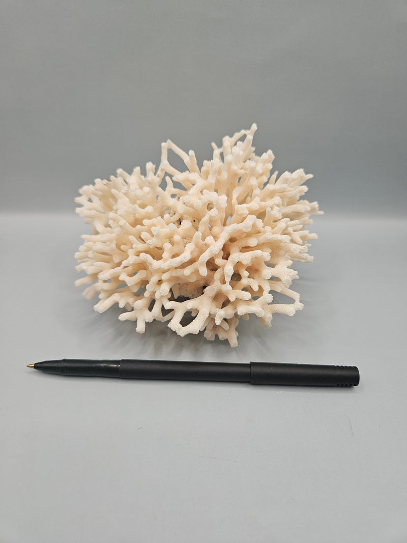 A 5.5"x5" Table Coral Acropora Latistella featuring natural branching patterns, ideal for coastal or marine-themed home decor.