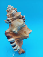 Perry Triton Cymatium 5.9
