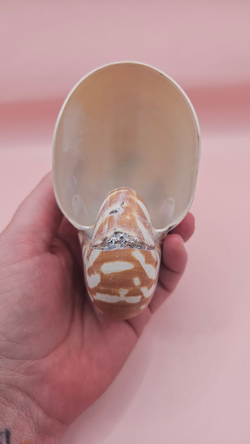 4-inch natural nautilus shell with smooth spiral pattern and creamy pearlescent finish.