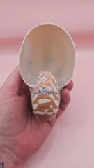 4-inch natural nautilus shell with smooth spiral pattern and creamy pearlescent finish.
