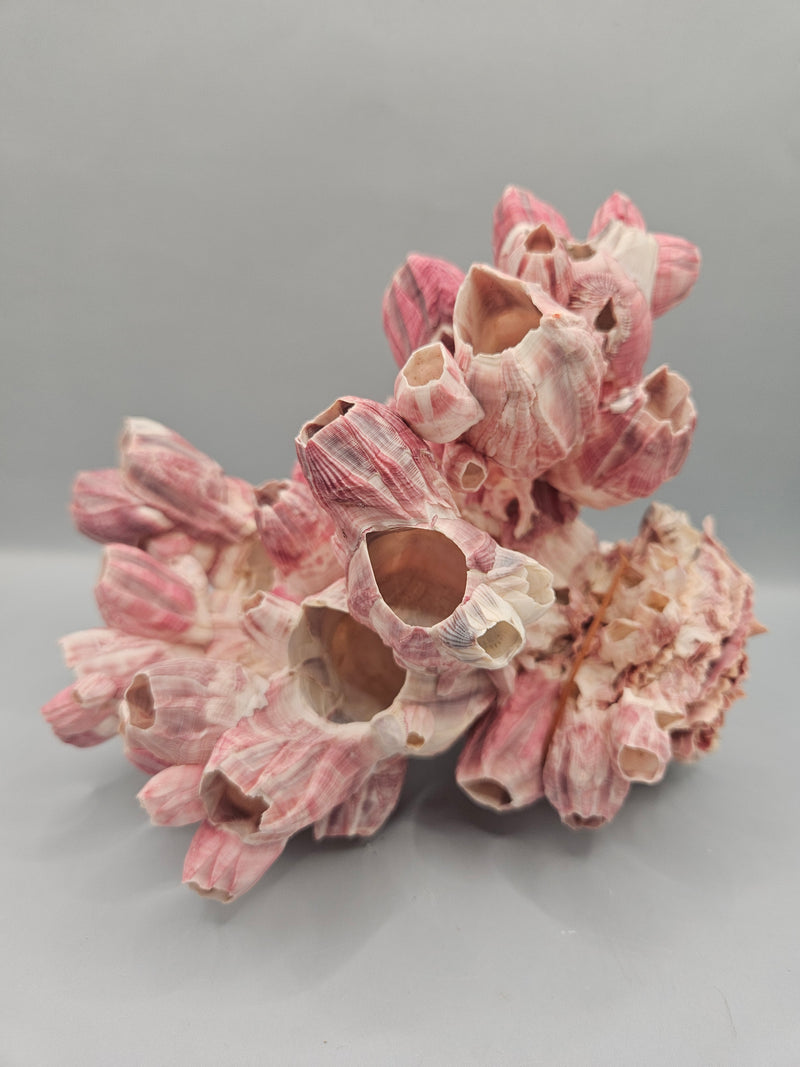 A 7.5"x5.5" Gulf of Mexico barnacle attached to a jewel box shell, showcasing a natural marine formation, ideal for coastal-themed decor.

