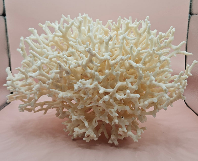 intage Birdsnest coral specimen with dense white branching 