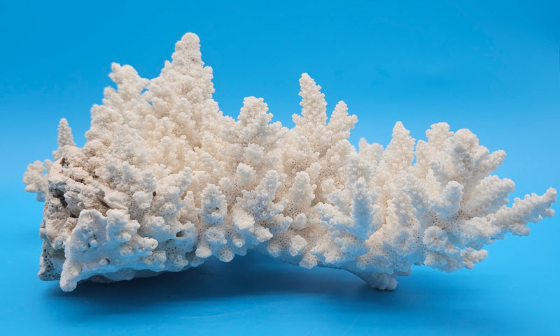 Vintage white branch coral specimen for coastal home decor - natural marine piece